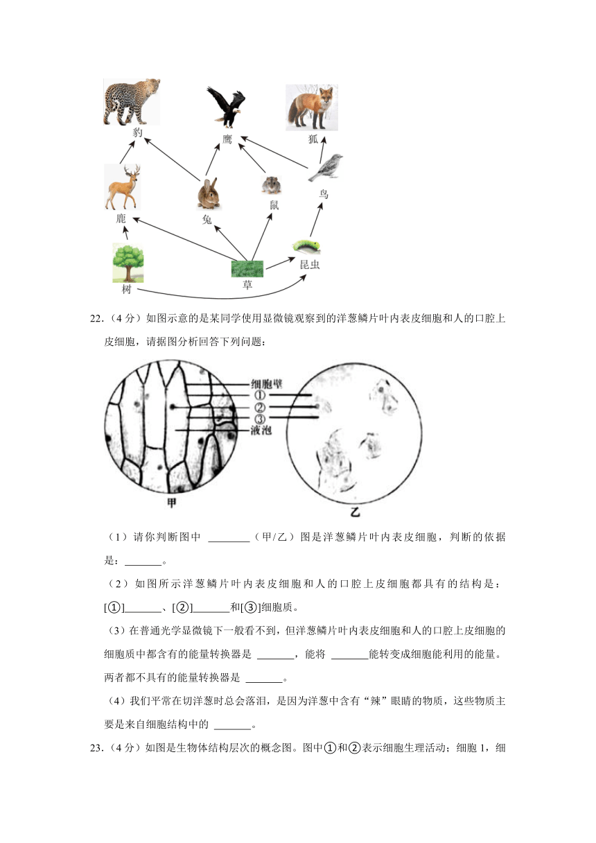 辽宁省大连市甘井子区2022-2023学年七年级上学期期中生物试卷（含解析）