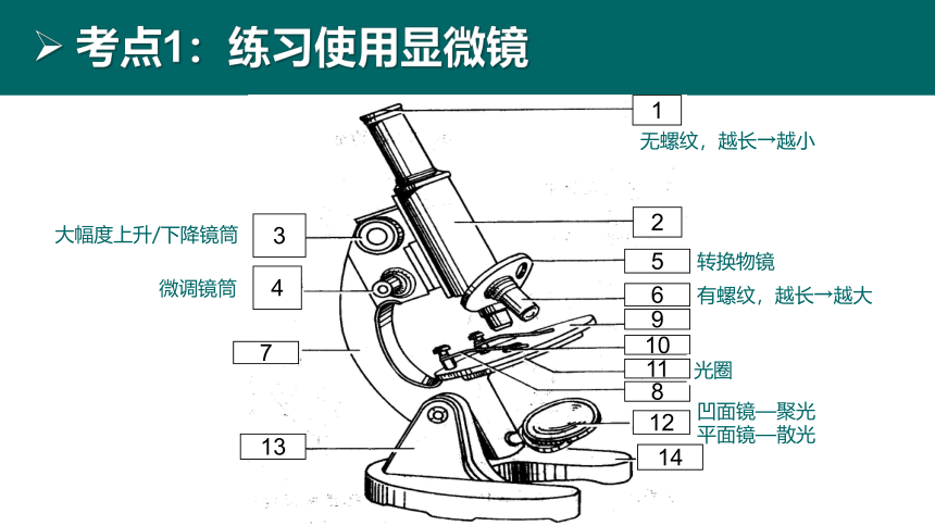 初中生物 会考复习 第二单元 生物体的结构层次（27张PPT）