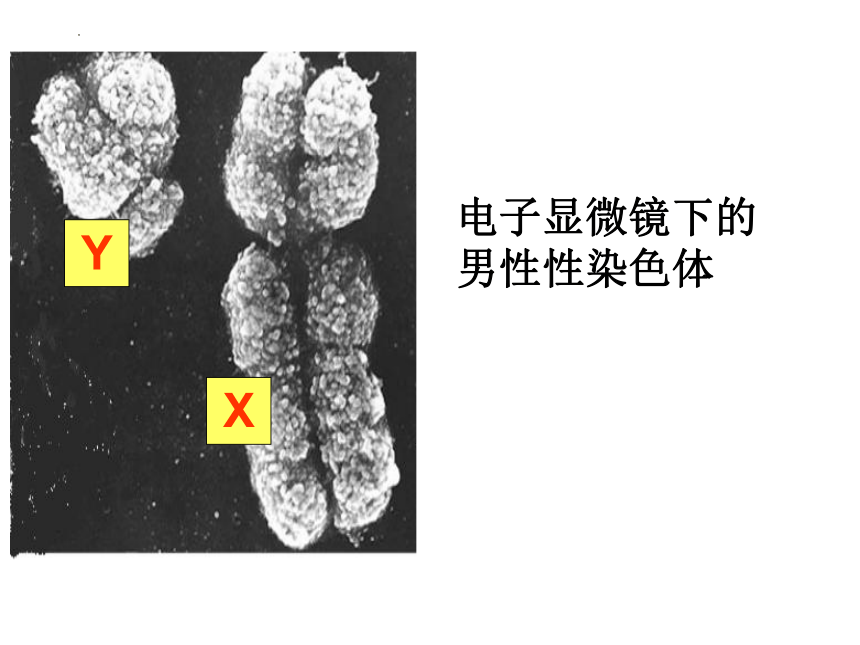 4.4.3 人类染色体与性别决定 课件（共14张PPT）