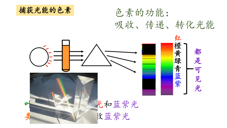 5.4光合作用与能量转化课件（65张ppt）2022-2023学年高一上学期生物人教版（2019）必修1