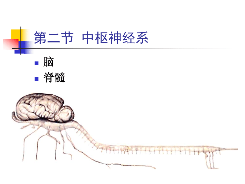 11.神经系统-2   课件(共30张PPT) - 《畜禽解剖生理学》同步教学（高教版）