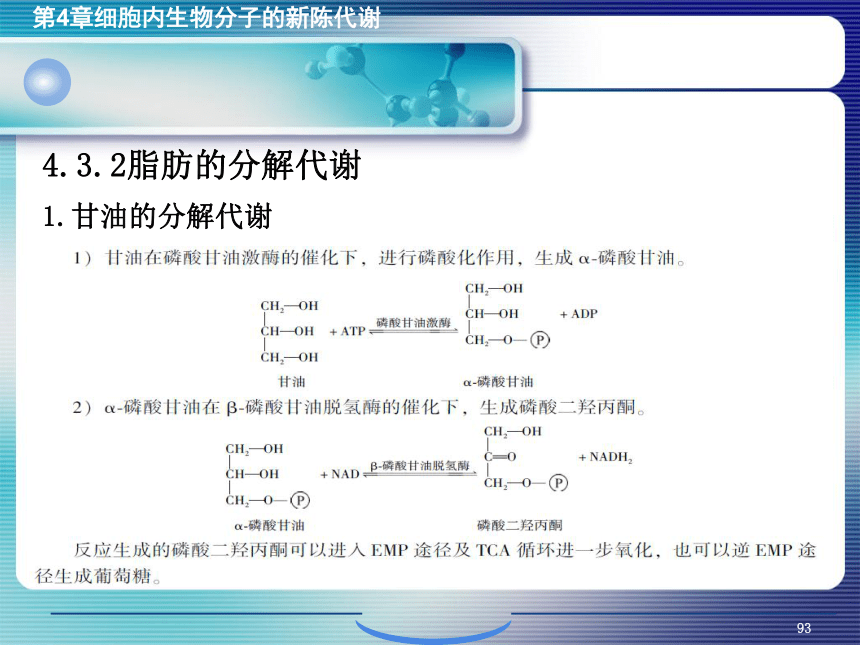 4.细胞内生物分子的新陈代谢_3 课件(共14张PPT）- 《环境生物化学》同步教学（机工版·2020）