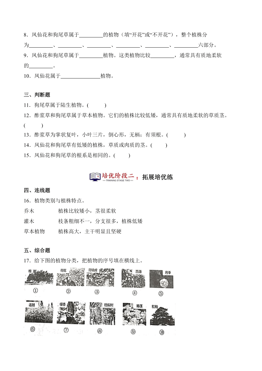 2023-2024学年科学四年级下册（粤教粤科版）第3课凤仙花和狗尾草（同步阶段练习）（含解析）