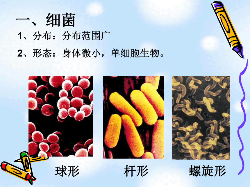 4.3.3 细菌和病毒 课件（18张）沪教版 第二册