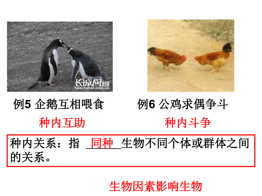 北师大版八年级下册23.1生物的生存依赖一定的环境课件(共19张PPT)