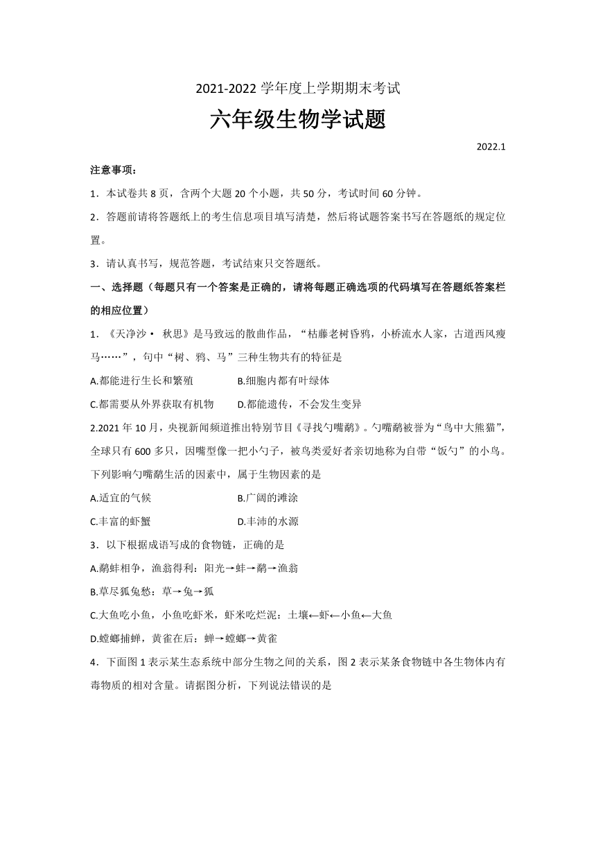 山东省泰安市肥城市（五四学制）实验中学2021-2022学年六年级上学期期末考试生物试题（word版含答案）