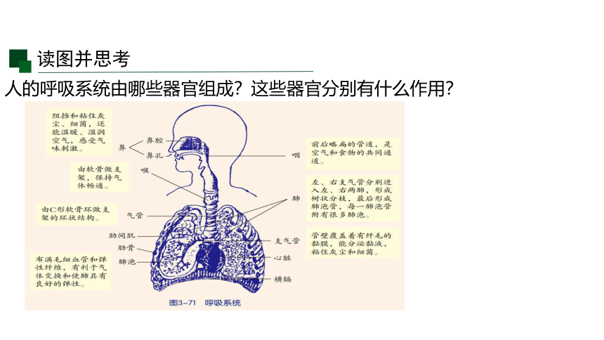 3.5 生物的呼吸和呼吸作用 课件（32张PPT)