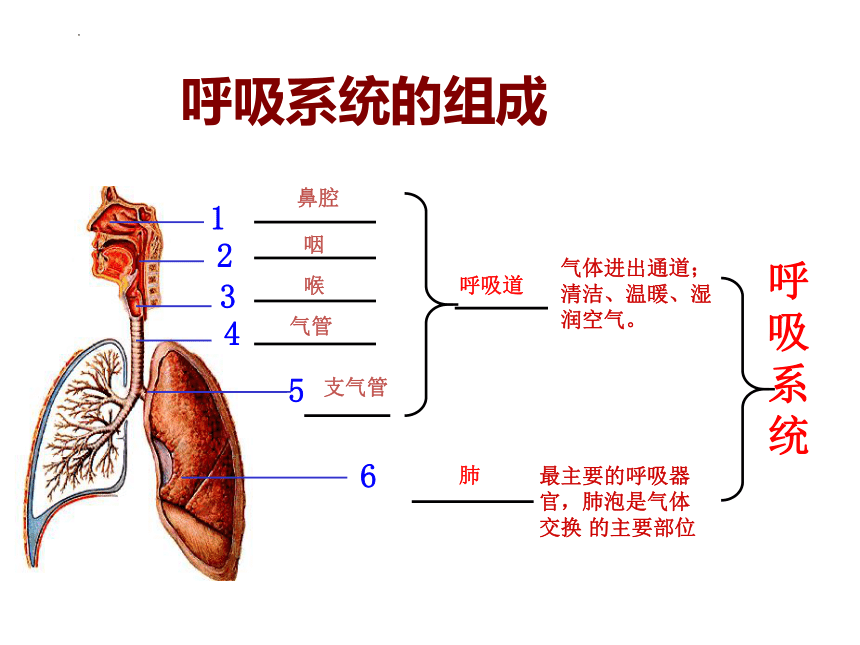 3.2.1  人体与外界的气体交换  课件(共52张PPT)2022-2023学年济南版生物七年级下册