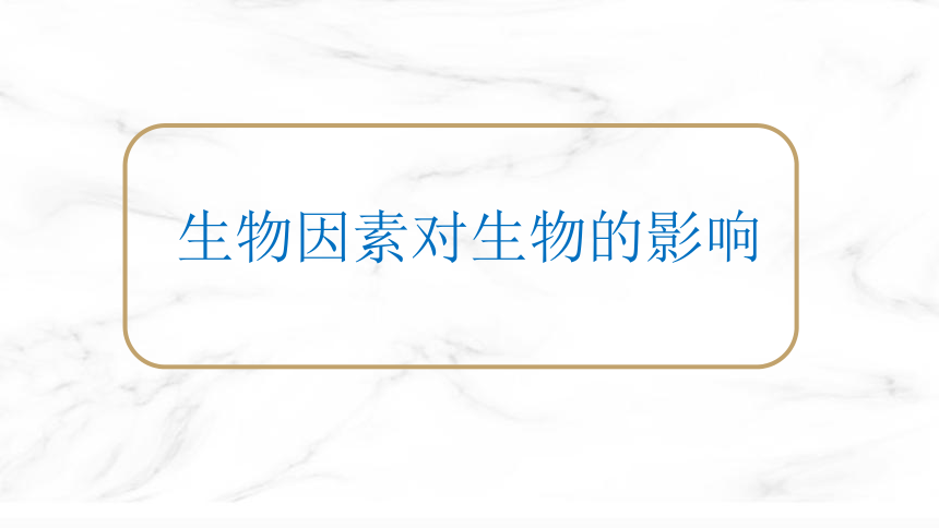 冀少版生物八年级下册：7.1.1.2生物因素对生物的影响  课件(共24张PPT)