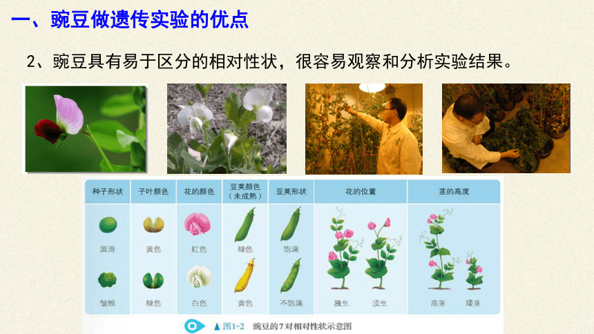 2020-2021学年高一下学期生物人教版必修二1.1孟德尔的豌豆杂交实验（一）课件