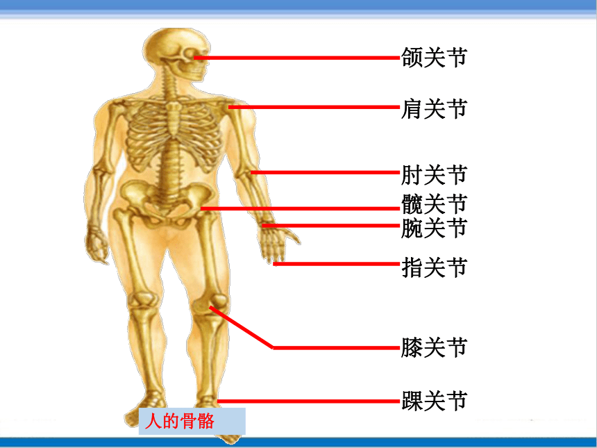 济南版七年级生物上册 2.2.3《动物的运动》课件（20张ppt）