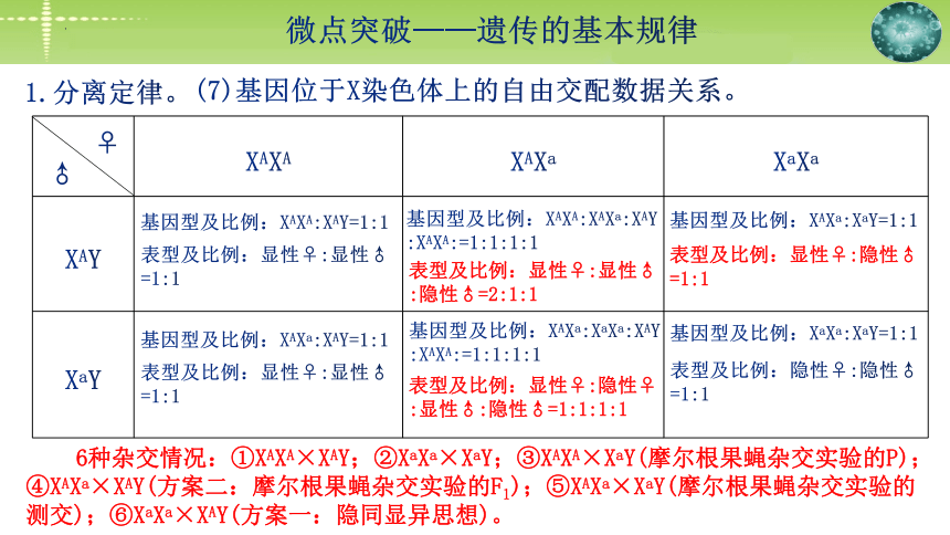 2024届高三生物二轮复习：微点突破 遗传的基本规律(共35张PPT)课件