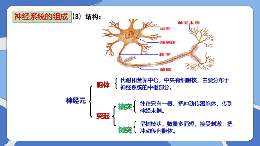 【新课标】人教版生物七年级下册 4.6.2《神经系统的组成》(共28张PPT)