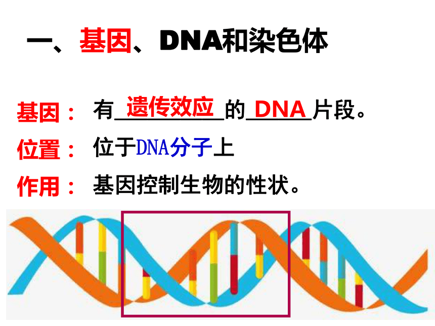 7.2.2 基因在亲子代间的传递  课件(共30张PPT)