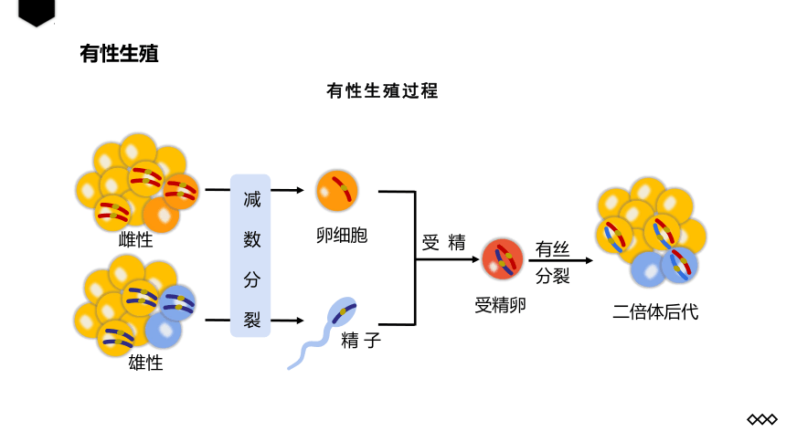 生物人教版（2019）必修2 2.1减数分裂和受精作用   课件 （共25张ppt）