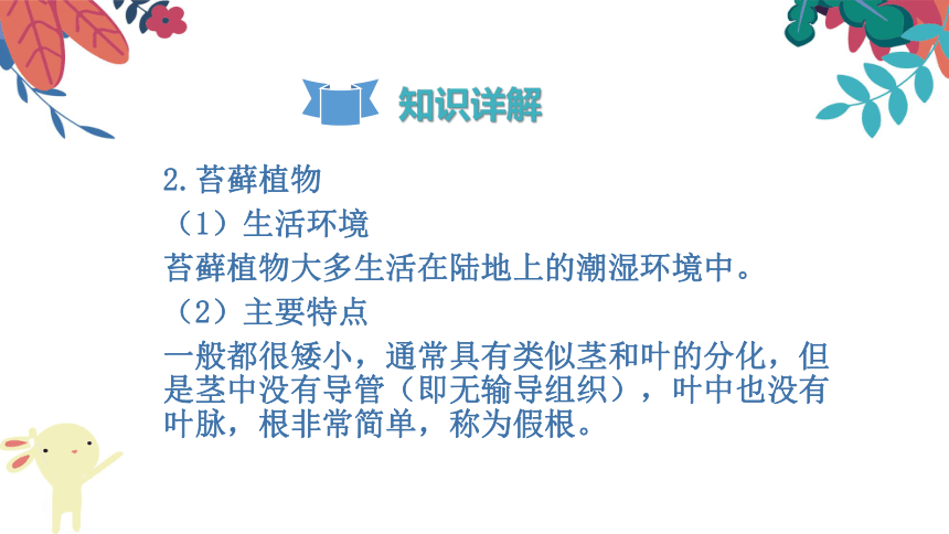 3.1.1《藻类、苔藓和蕨类植物》复习课件(共27张PPT)