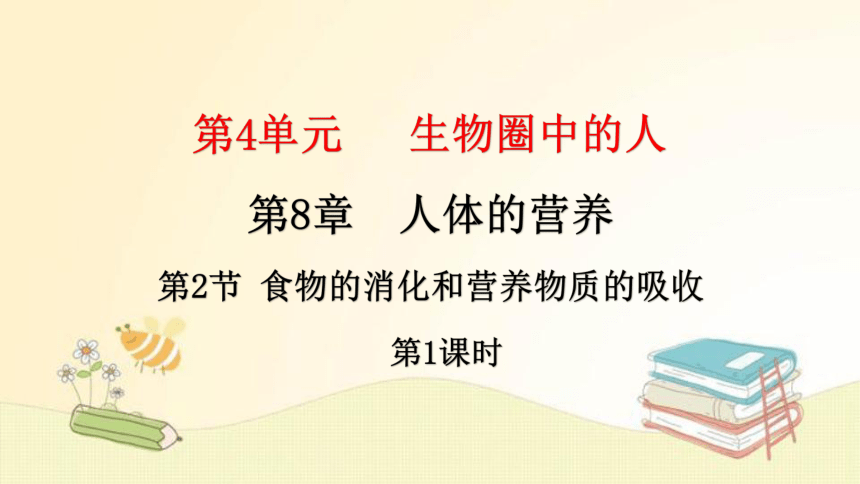 4.8.2 食物的消化和营养物质的吸收  第1课时复习 课件(共32张PPT) 北师大版七年级生物下册