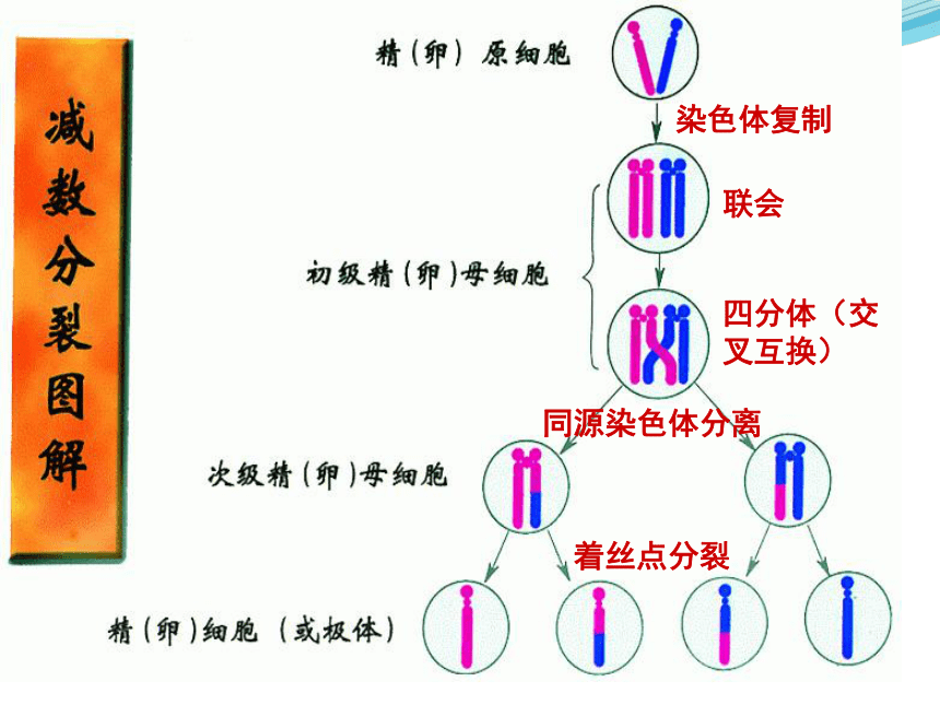 1.1 减数分裂和受精作用（二）课件（共20张PPT）