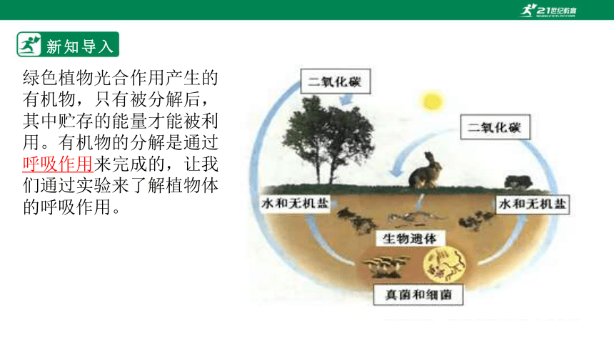 北师大版3.5.2 呼吸作用-2022-2023学年七年级生物上册同步课件（共30页）