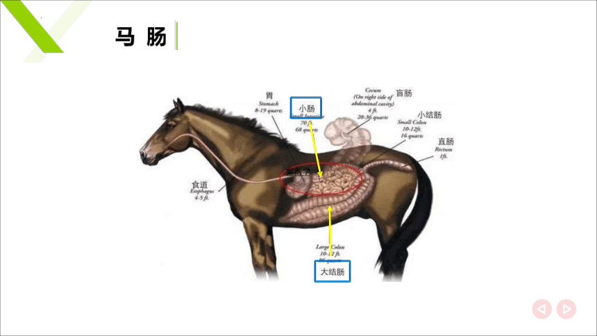 2.4肠 课件(共20张PPT)《畜禽解剖生理》同步教学（中国轻工业出版社）