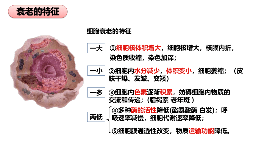 生物人教版（2019）必修1 6.3细胞的衰老和死亡（共18张ppt）