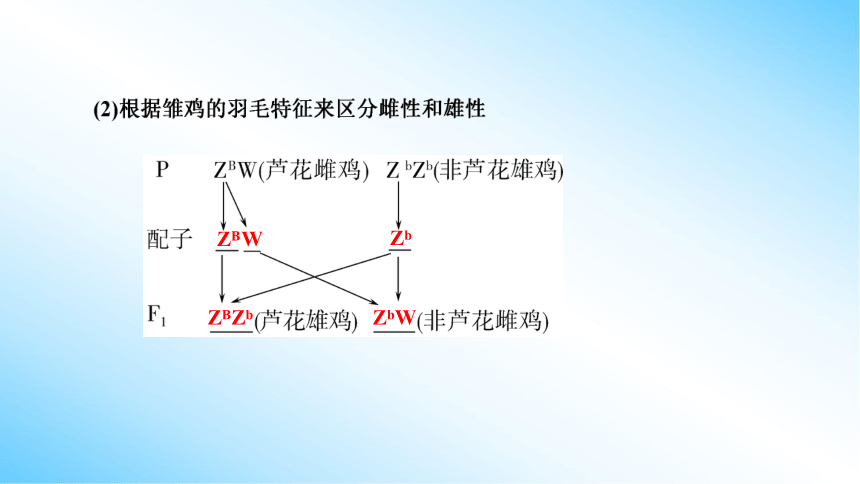 【课件版学案】2-3 伴性遗传 人教版2019必修2(共77张PPT)