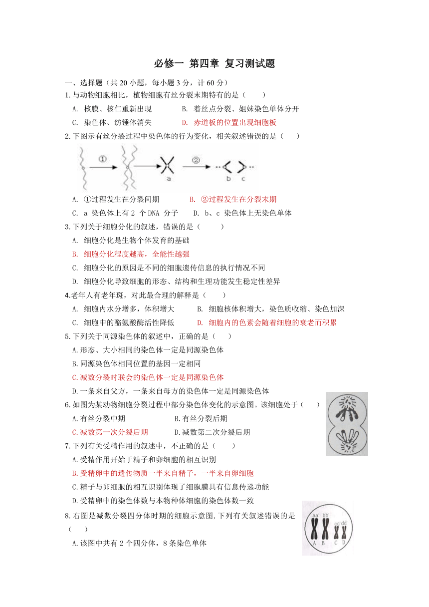 苏教版（2019）必修一第四章 细胞的增殖、分化、衰老和死亡 测试题（含答案）