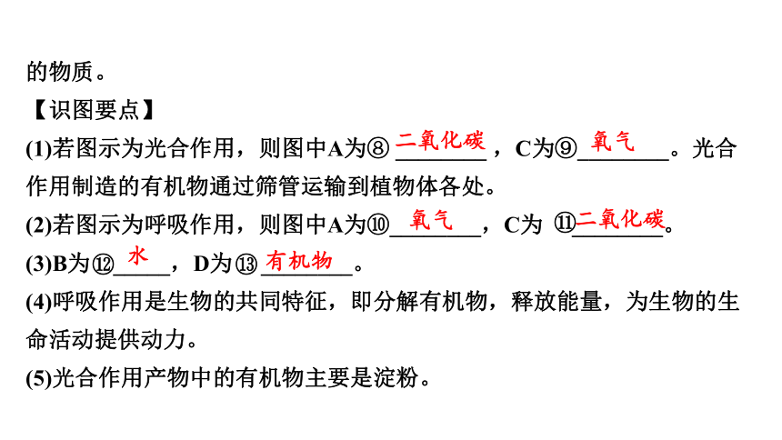 3.4  植物的光合作用、呼吸作用与植物在生物圈中的作用复习课件(共59张PPT)