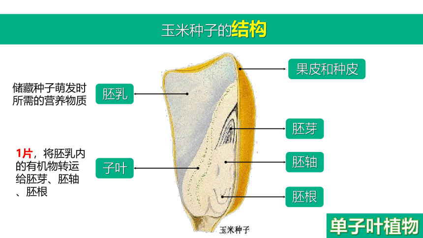 3. 1.2种子植物(共42张PPT)