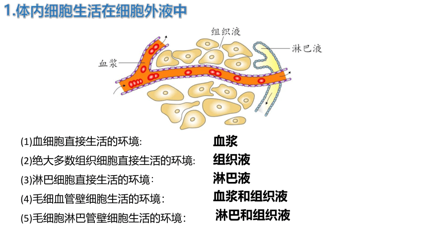 高中生物人教版（2019）选择性必修1 1.1细胞生活的环境（共31张ppt）