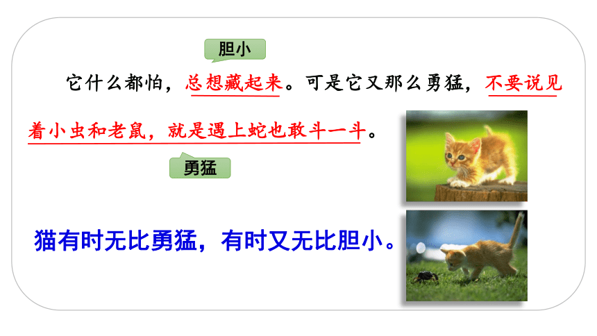 13 猫    课件（2课时  34张ppt）