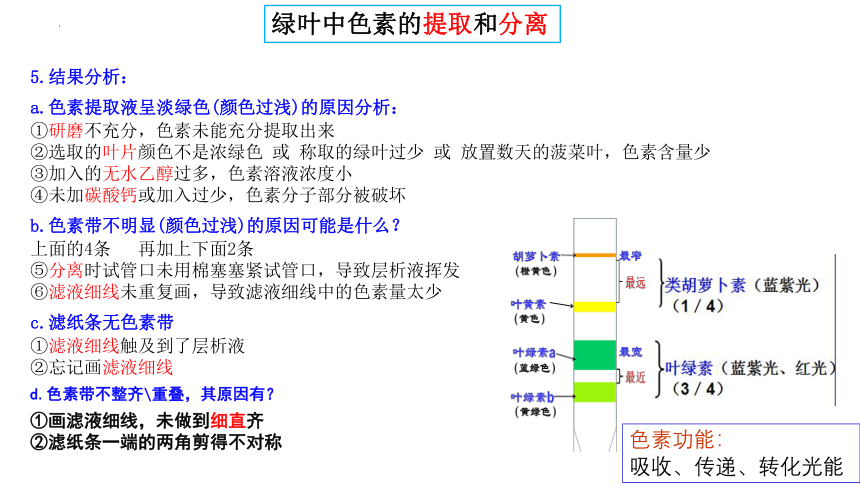 10 光合作用-2024年高考生物一轮复习(共51张PPT)（新教材新高考）