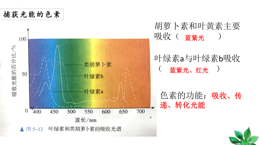 必修1 5.4光合作用与能量转化课件（共50张ppt）生物人教版（2019）