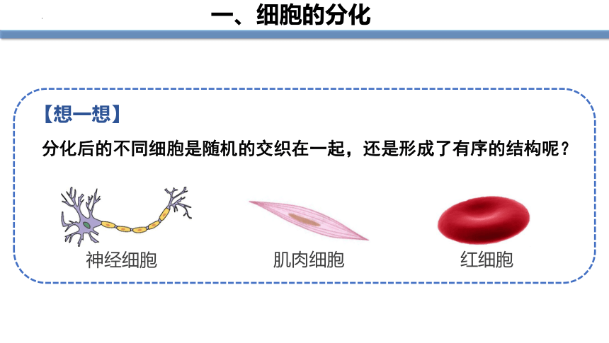 2022--2023学年人教版七年级生物上册  2.2.2 动物体的结构层次课件(共19张PPT)