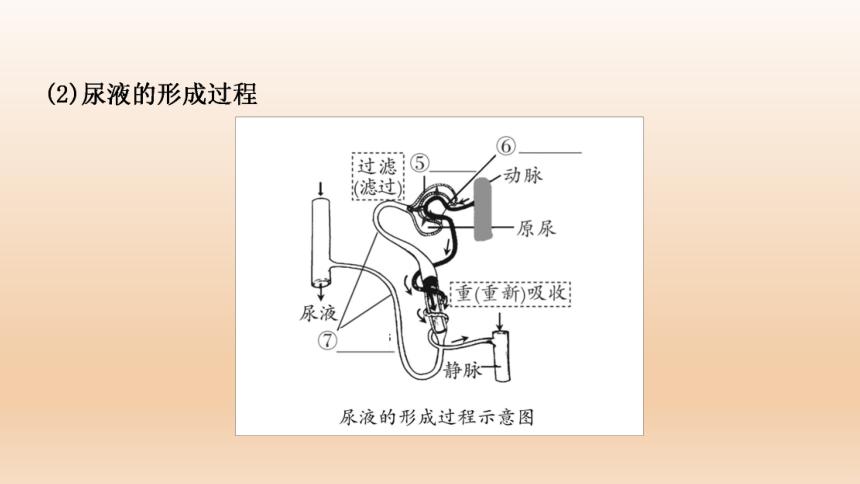 2023年中考生物复习专题★★人体代谢废物的排出.ppt(共27张PPT)