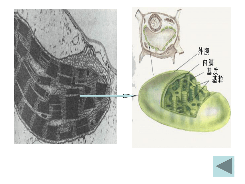 5.4光合作用与能量转化课件（48张ppt）-2022-2023学年高一上学期生物人教版（2019）必修1