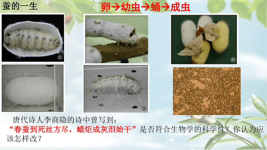 第一节 昆虫的生殖和发育 课件（22张PPT）