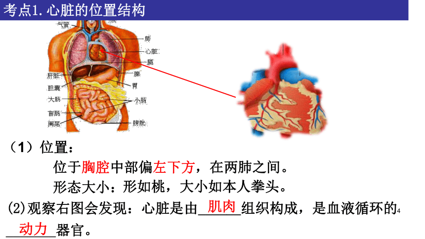 2022-2023学年鲁科版生物七年级上册 4.4.3+物质运输的途径课件(共17张PPT)