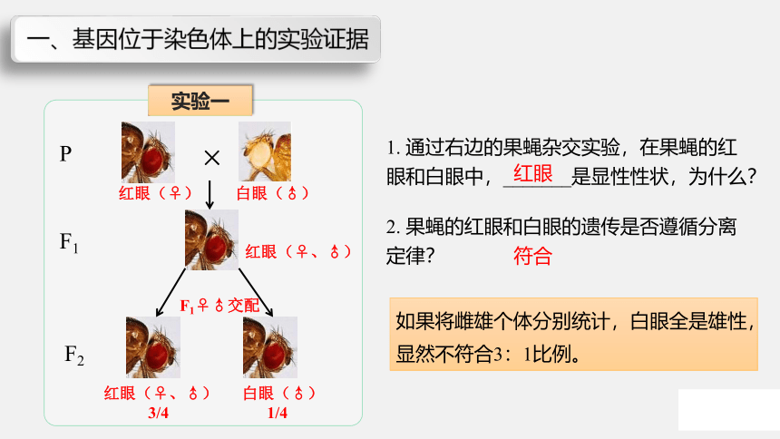 苏教版（2019）高中生物 必修二  1.4 基因在染色体上 课件（共36张PPT）