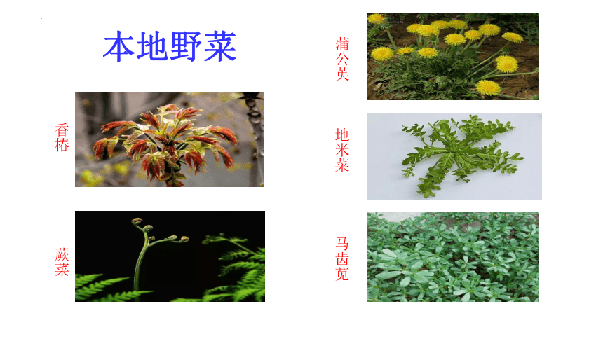 11《可口凉拌菜 凉拌鱼腥草》（课件）(共17张PPT)人教版劳动三年级上册