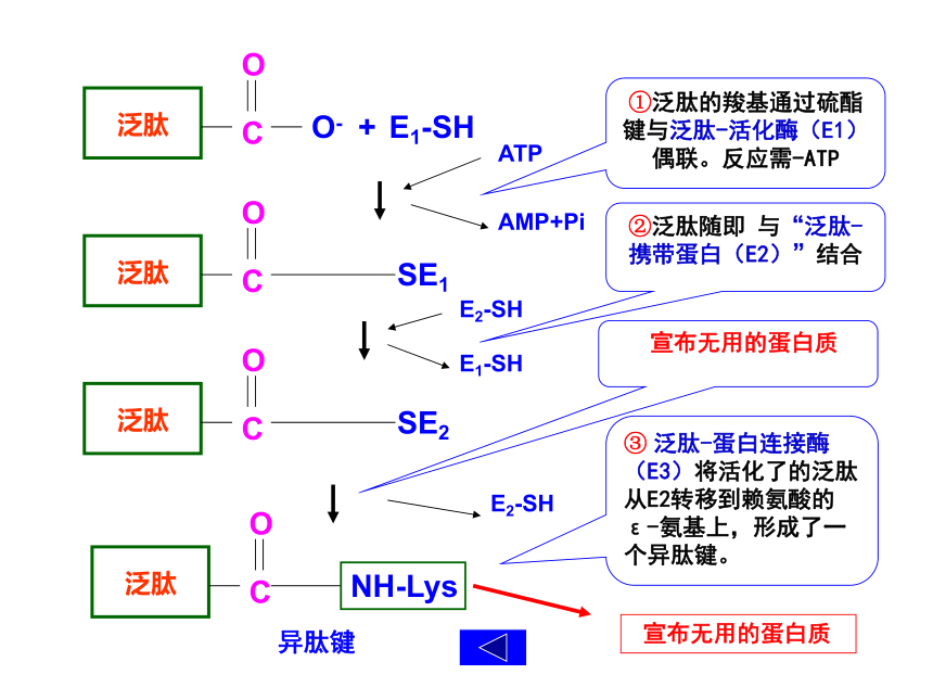 2020-2021学年高中生物竞赛蛋白质降解和氨基酸分解代谢课件(69PPT)