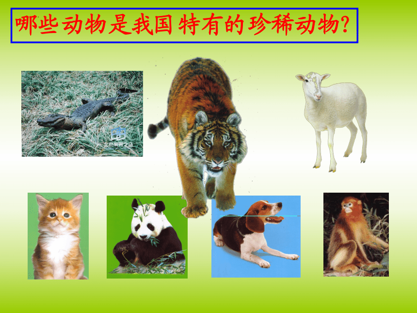14  可爱的动物 （课件）人教版 美术一年级下册(共14张PPT)