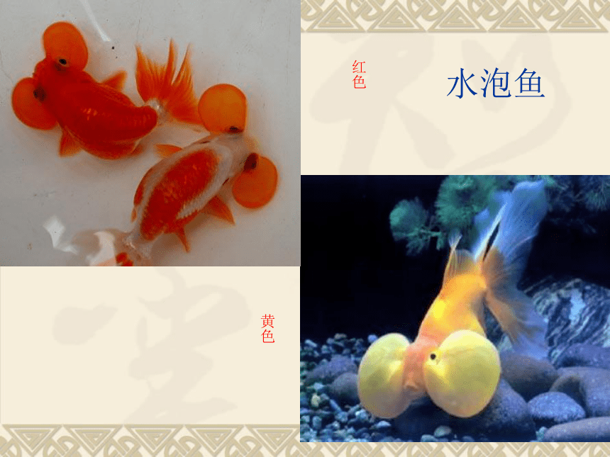 辽海版四年级下册美术 第9课 游鱼戏水-水墨画--金鱼 课件(共21张PPT)