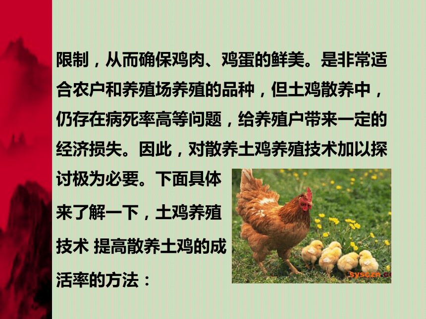 土鸡养殖的方法 课件(共49张PPT)   2023-2024学年高一下学期劳动技术