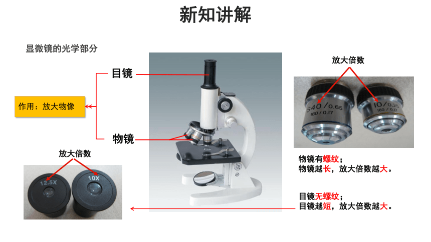 人教版七年级上册 第一节 练习使用显微镜 课件(共13张PPT)