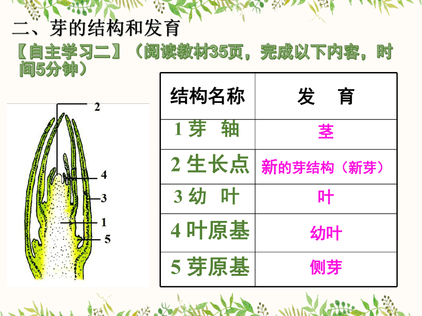 4.1.6 芽的类型和结构 课件（共19张PPT）