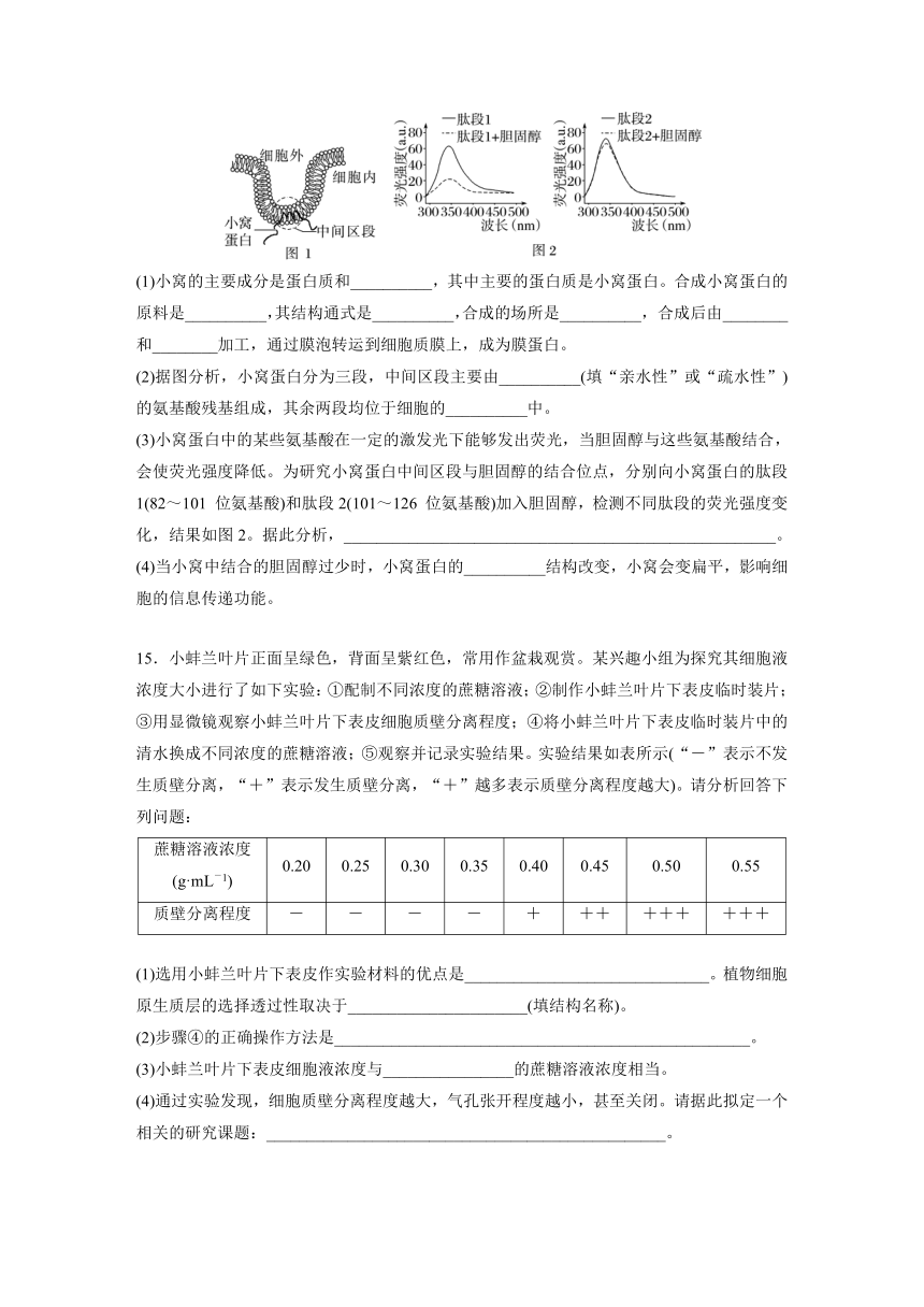 2022-2023学年苏教版2019高中生物必修1 第二章　细胞的结构和生命活动  重点突破练(二)（word版含解析）