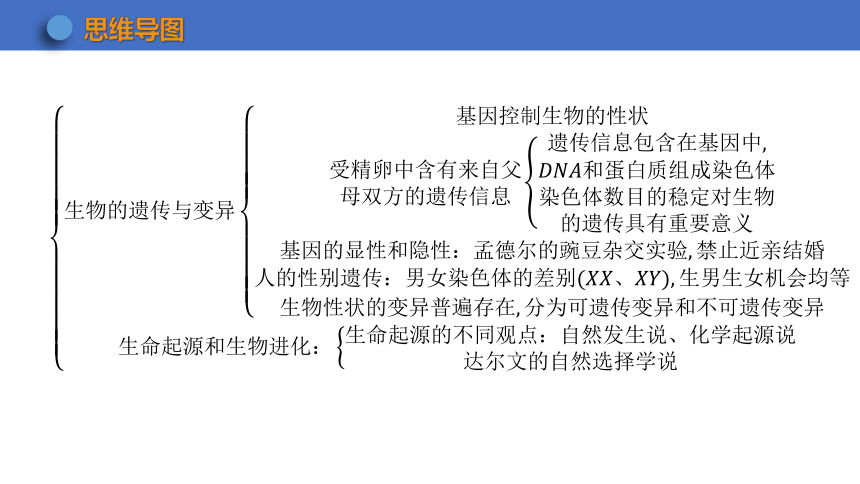 第七单元 生物圈中生命的延续和发展 复习课件(共34张PPT) 2023-2024学年 初中生物人教版八年级下册