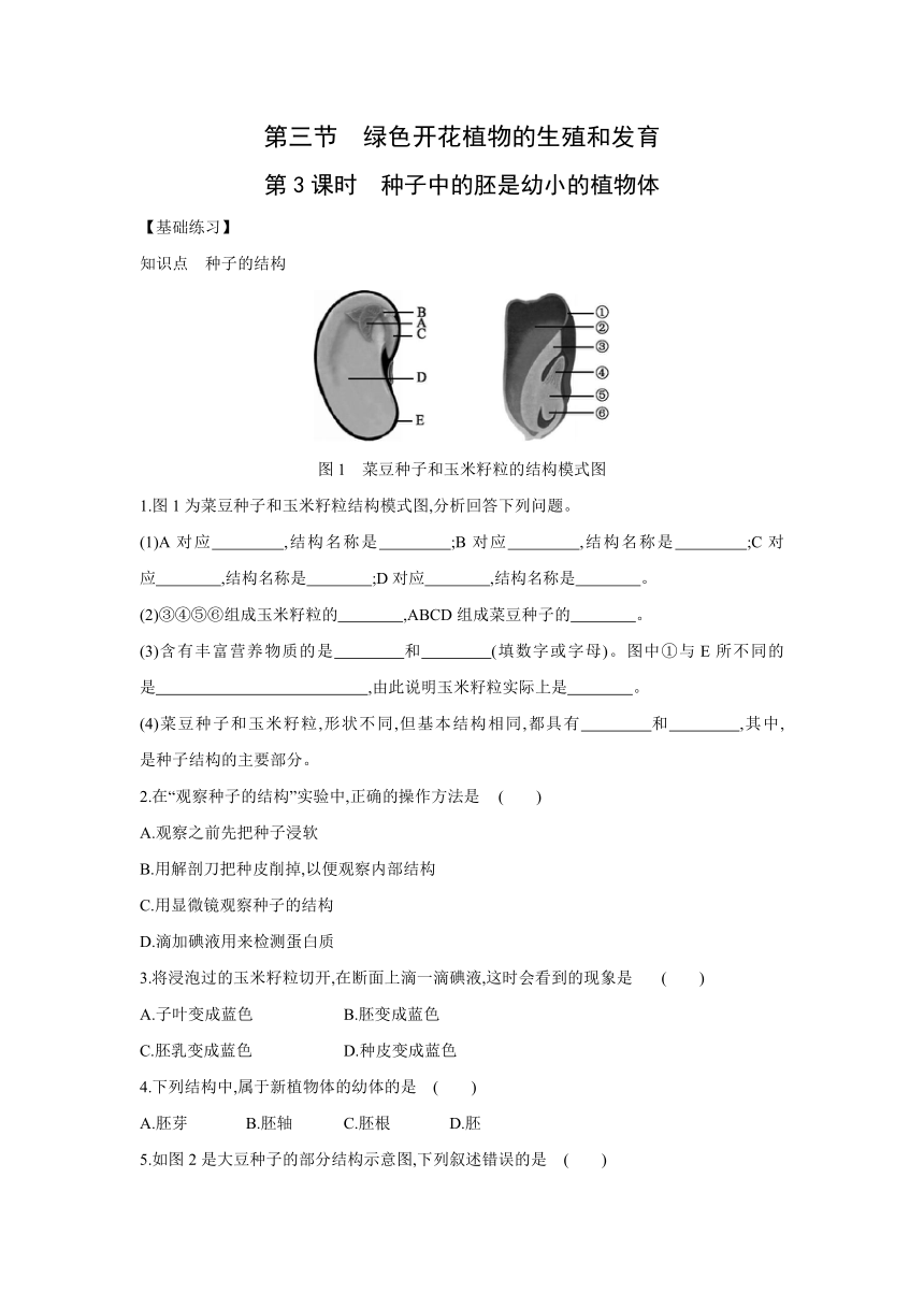 10.3   10.3 绿色开花植物的生殖和发育(第3课时)同步练习 2021—2022学年京改版八年级生物上册(word版含解析）