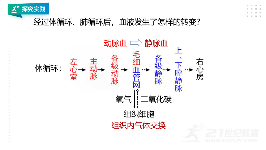 第3节 体内物质的运输（第3课时）(课件 28张PPT）